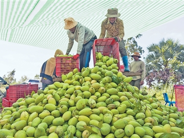 小果干带来大合作（进博会故事）